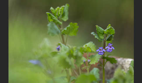 Gewöhnlicher Gundermann (Glechoma hederacea)