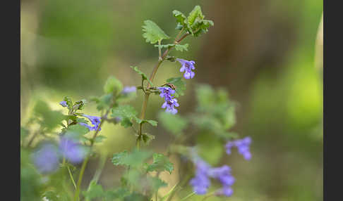 Gewöhnlicher Gundermann (Glechoma hederacea)