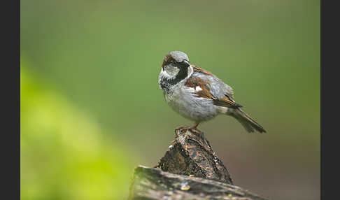 Haussperling (Passer domesticus)