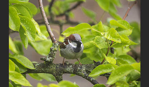 Haussperling (Passer domesticus)