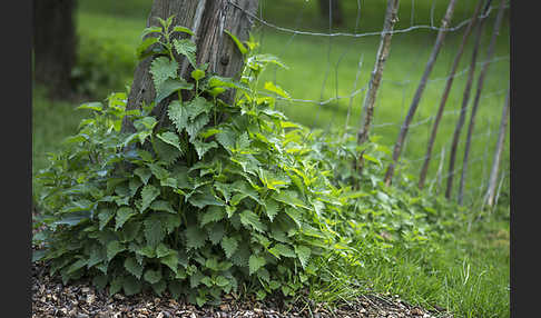 Brennnessel (Urtica spec.)