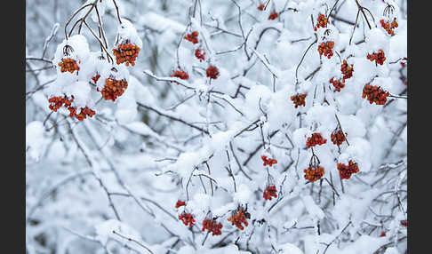 Gemeiner Schneeball (Viburnum opulus)