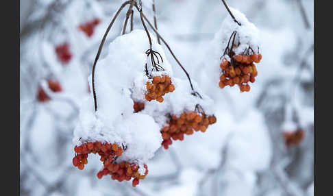 Gemeiner Schneeball (Viburnum opulus)