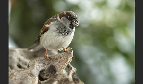 Haussperling (Passer domesticus)