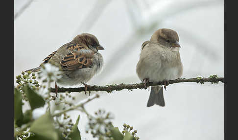 Haussperling (Passer domesticus)