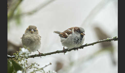 Haussperling (Passer domesticus)