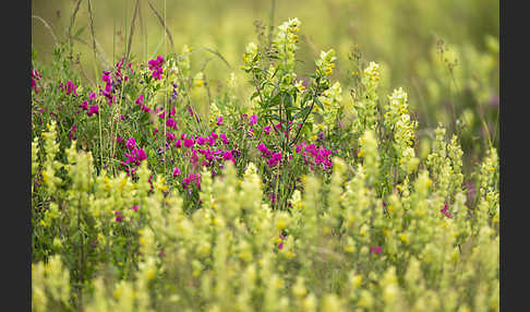 Knollen-Platterbse (Lathyrus tuberosus)