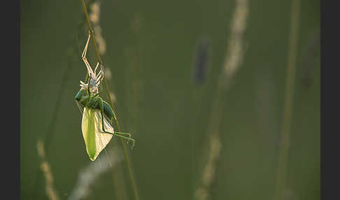 Großes Heupferd (Tettigonia viridissima)