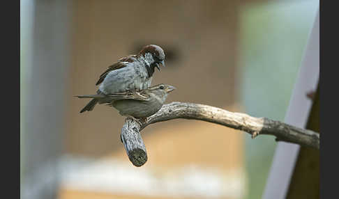 Haussperling (Passer domesticus)