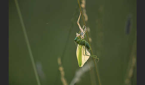 Großes Heupferd (Tettigonia viridissima)