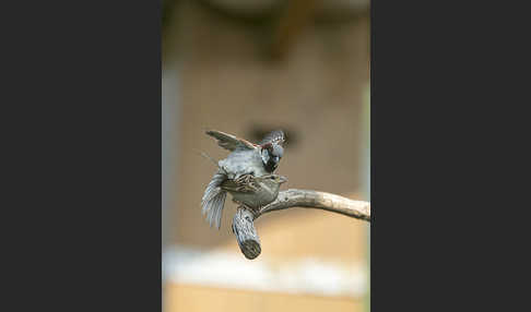 Haussperling (Passer domesticus)