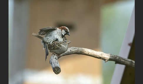 Haussperling (Passer domesticus)