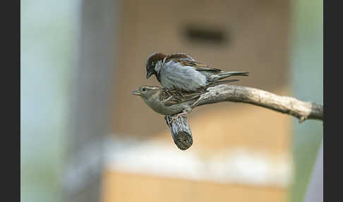 Haussperling (Passer domesticus)