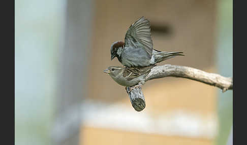 Haussperling (Passer domesticus)