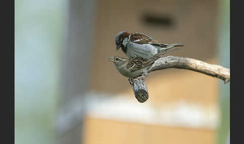 Haussperling (Passer domesticus)