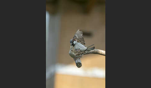 Haussperling (Passer domesticus)