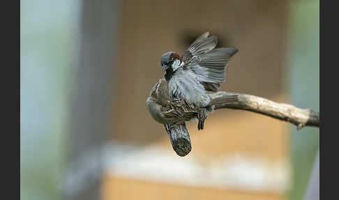 Haussperling (Passer domesticus)