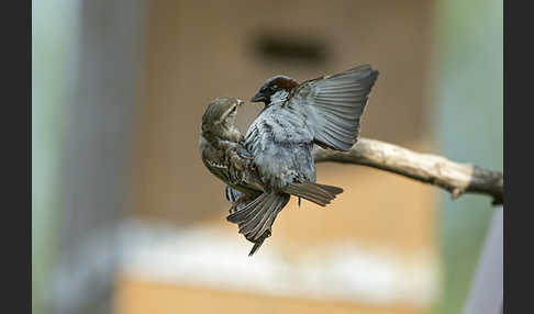 Haussperling (Passer domesticus)