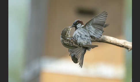 Haussperling (Passer domesticus)