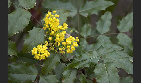 Gewöhnliche Mahonie (Mahonia aquifolium)