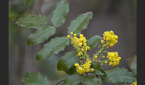 Gewöhnliche Mahonie (Mahonia aquifolium)