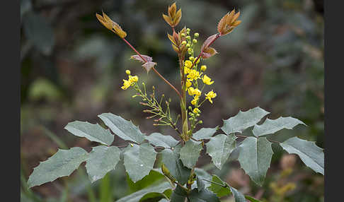 Gewöhnliche Mahonie (Mahonia aquifolium)