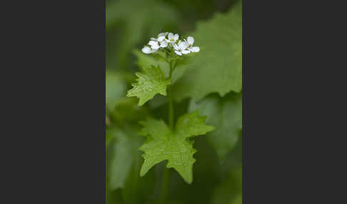 Knoblauchsrauke (Alliaria petiolata)