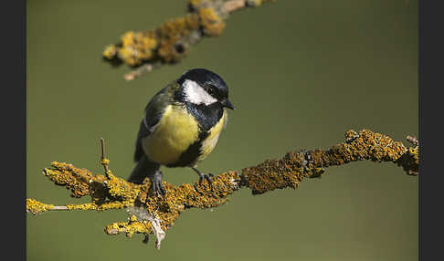 Kohlmeise (Parus major)