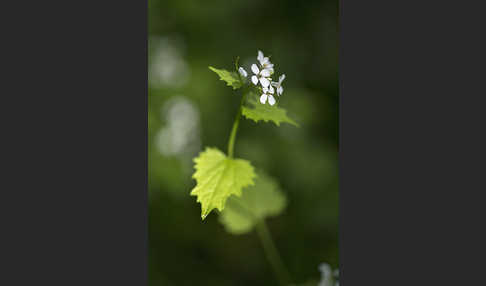 Knoblauchsrauke (Alliaria petiolata)