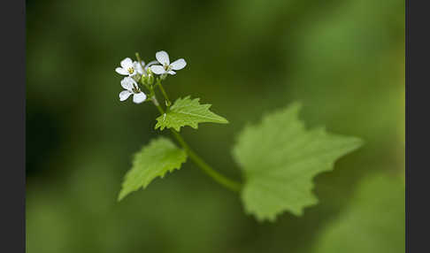 Knoblauchsrauke (Alliaria petiolata)