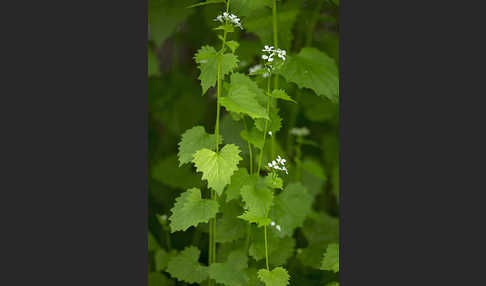 Knoblauchsrauke (Alliaria petiolata)