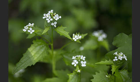 Knoblauchsrauke (Alliaria petiolata)