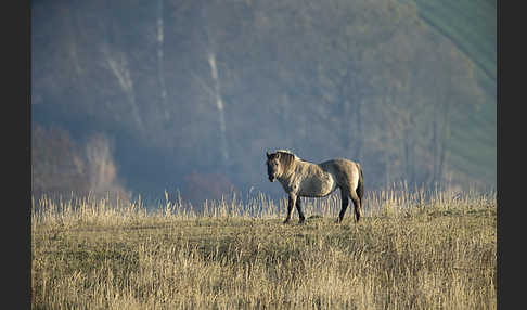 Konik (Equus caballus sspec.)