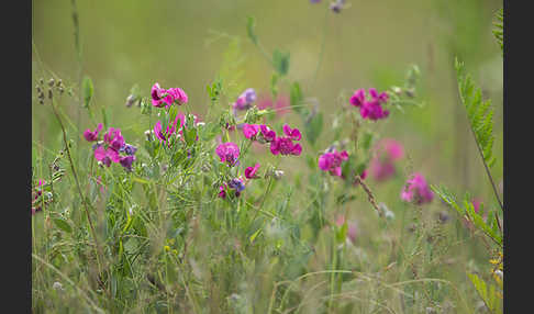 Knollen-Platterbse (Lathyrus tuberosus)