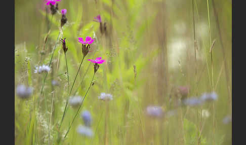 Karthäuser-Nelke (Dianthus carthusianorum)