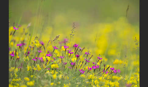 Heide-Nelke (Dianthus deltoides)