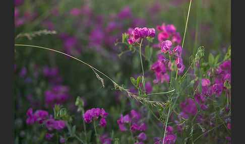 Knollen-Platterbse (Lathyrus tuberosus)