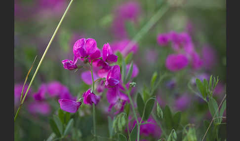 Knollen-Platterbse (Lathyrus tuberosus)