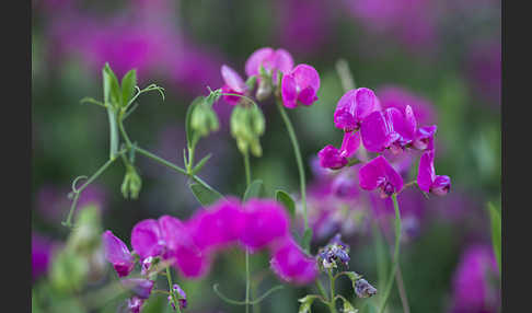 Knollen-Platterbse (Lathyrus tuberosus)