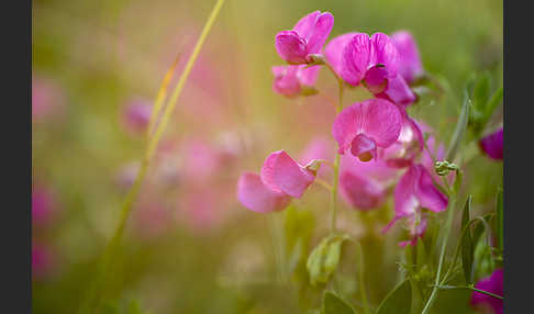 Knollen-Platterbse (Lathyrus tuberosus)