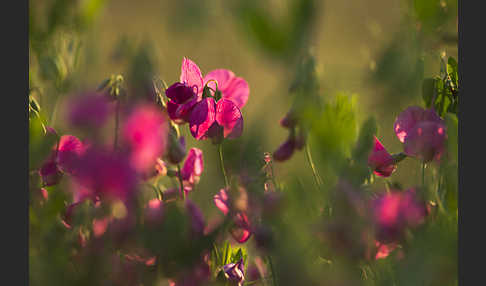 Knollen-Platterbse (Lathyrus tuberosus)