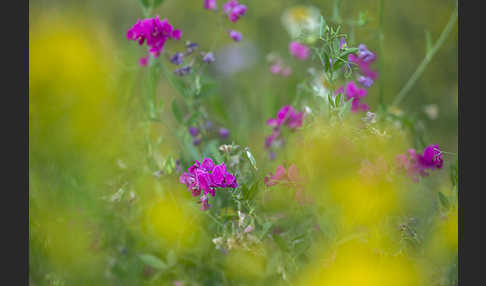 Knollen-Platterbse (Lathyrus tuberosus)