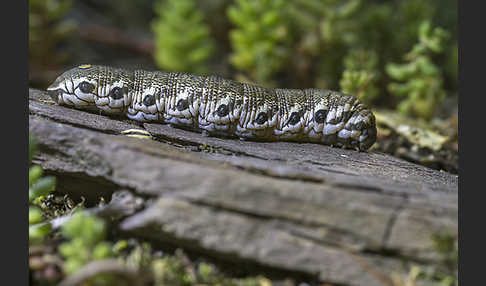 Nachtkerzenschwärmer (Proserpinus proserpina)