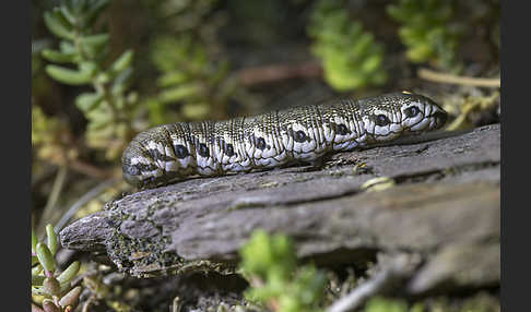 Nachtkerzenschwärmer (Proserpinus proserpina)