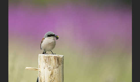 Neuntöter (Lanius collurio)