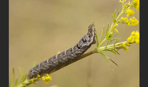 Kleiner Weinschwärmer (Deilephila porcellus)