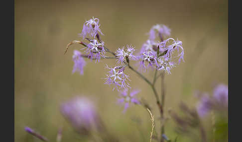 Pracht-Nelke (Dianthus superbus)