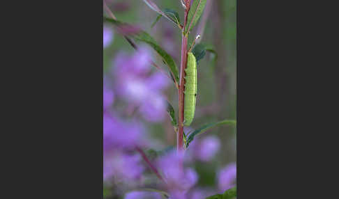 Nachtkerzenschwärmer (Proserpinus proserpina)