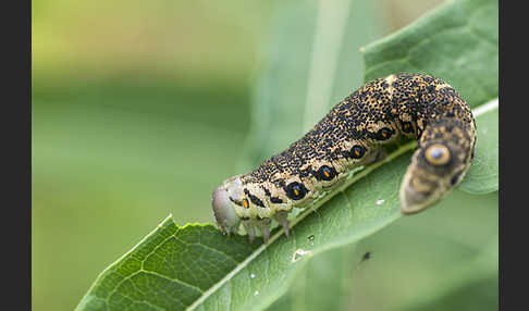 Nachtkerzenschwärmer (Proserpinus proserpina)