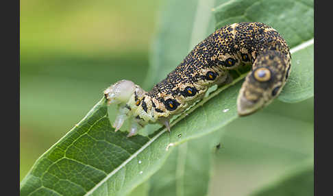 Nachtkerzenschwärmer (Proserpinus proserpina)